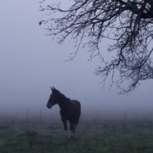 Mindfulness With Mules